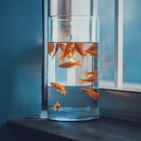 Avatar của Hoàng Yến
